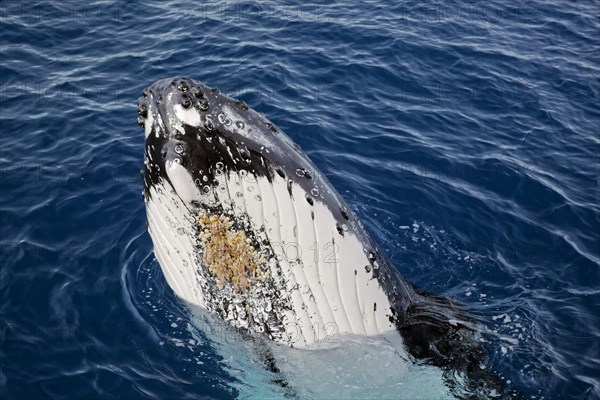 Humpback whale (Megaptera novaeangliae)