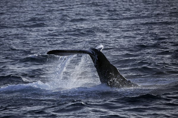 Humpback whale (Megaptera novaeangliae) species-typical behavior