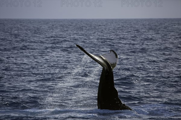 Humpback whale (Megaptera novaeangliae) species-typical behavior