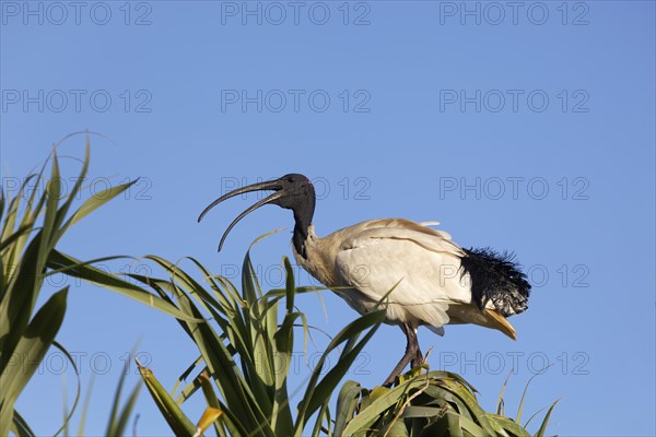 Australian White Ibis (Threskiornis molucca) sitting on tree