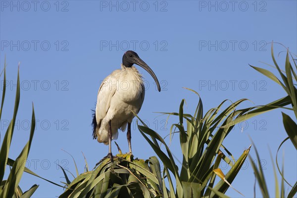 Australian White Ibis (Threskiornis molucca) sitting on tree