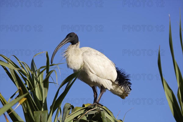 Australian White Ibis (Threskiornis molucca) sitting on tree