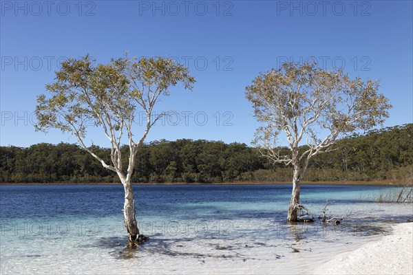 Two trees niaouli