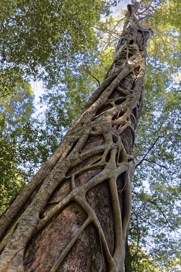 White fig (Ficus virens) clutching Tree