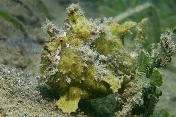 Painted Frogfish (Antennarius pictus) Green