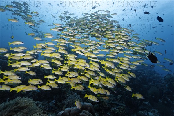 Big Fish Blue Snapper (Lutjanus kasmira) over coral reef