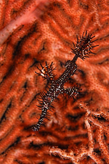 Ornate Ghost pipefish or harlequin ghost pipefish (Solenostomus paradoxus)