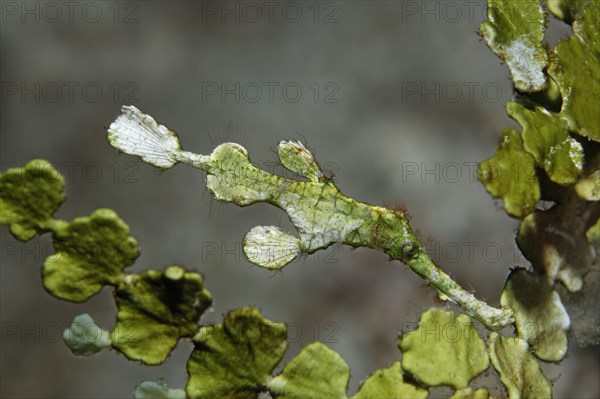 Halimeda ghost pipefish (Solenostomus halimeda)