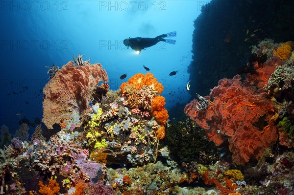 Diver near cliff