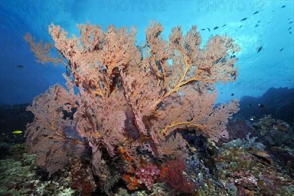 Large gorgonian (Melthaea sp.)