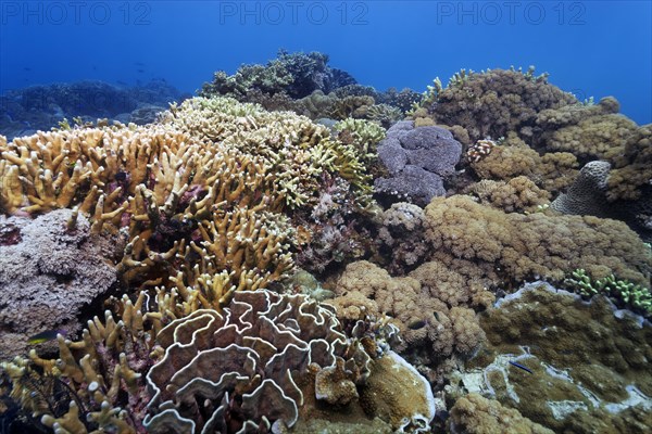 Underwater scenery