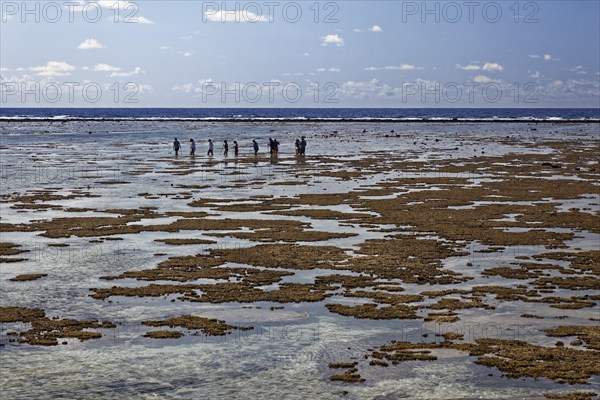 Tourists observe animals in rockpools