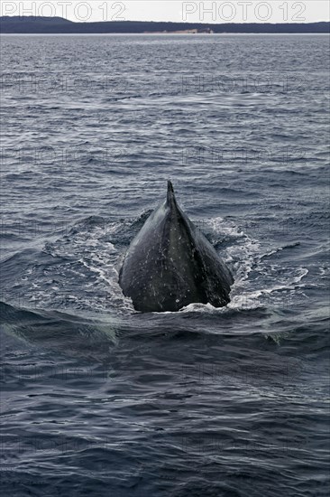 Humpback whale (Megaptera novaeangliae) diving