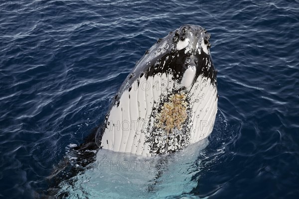 Humpback whale (Megaptera novaeangliae)