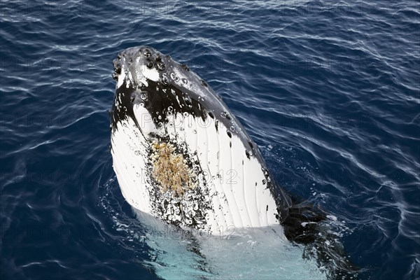 Humpback whale (Megaptera novaeangliae)