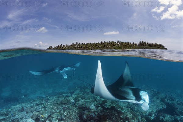 Reef manta rays (Manta alfredi) over coral reef