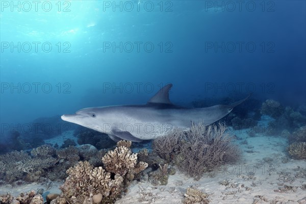 Bottlenose dolphin (Tursiops truncatus)