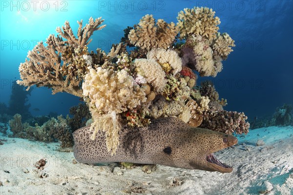 Giant Moray moray (Gymnothorax javanicus) lies on sandy bottom with open mouth