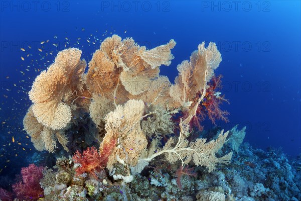 Reef top with group of gorgonians (Annella mollis) and Klunzinger soft corals (Dendronephthya klunzingeri)