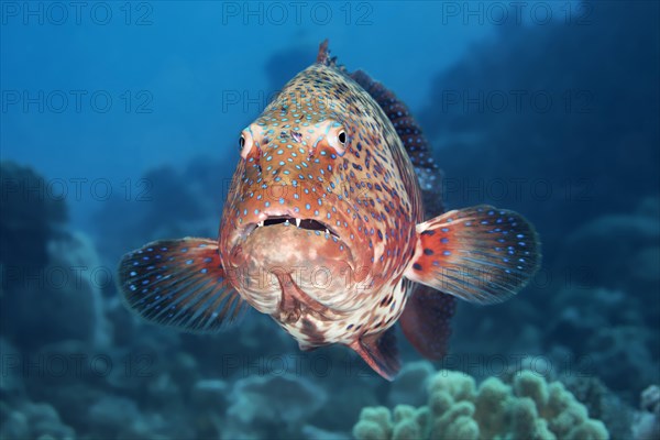 Roving coral grouper (Plectropomus pessuliferus marisrubi)