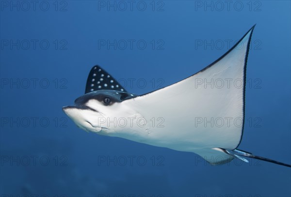 Spotted eagle ray (Aetobatus narinari)