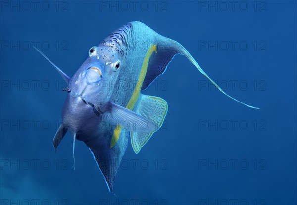 Halfmoon angelfish or (Pomacanthus maculosus)