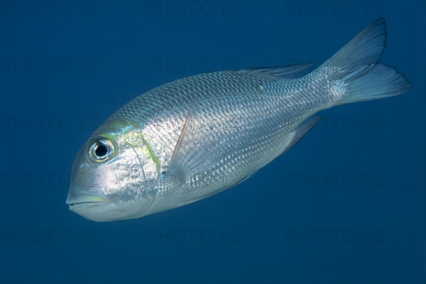Humpnose big-eye bream (Monotaxis grandoculis) swims in the open sea