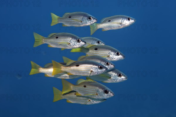 Small swarm of Ehrenberg's Snapper or (Lutjanus ehrenbergii) swimming in the open sea