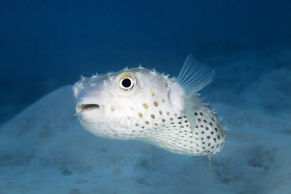 Spotbase burrfish (Chilomycterus spilostylus) swims over sandy bottom