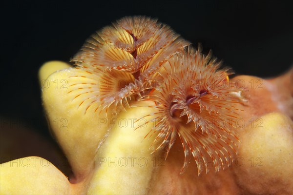 Christmas tree worm (Spirobranchus giganteus)