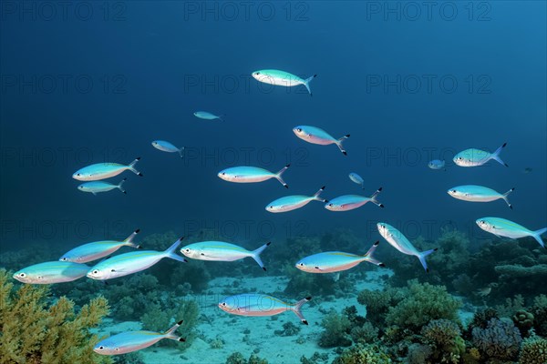 Small Swarm Goldband fusiliers (Pterocaesio chrysozona) floats over Broccoli Soft Coral (Litophyton arboreum)