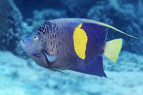 Halfmoon angelfish (Pomacanthus maculosus)