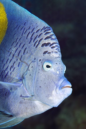 Halfmoon angelfish (Pomacanthus maculosus)