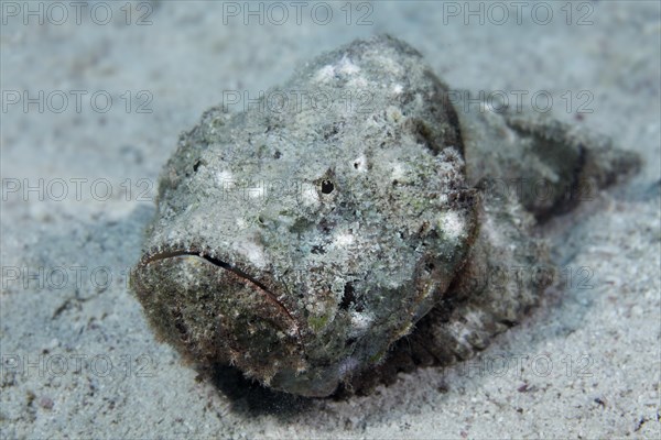 False stonefish (Scorpaenopsis diabolus)