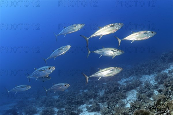 Swarm dogtooth tunas (Gymnosarda unicolor) swims over coral reef