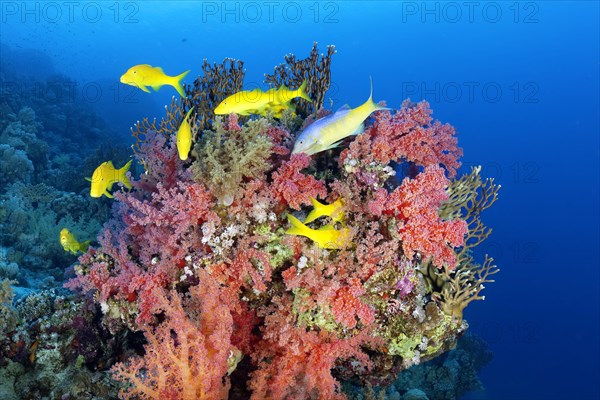 Swarm Golden Goatfishes (Parupeneus cyclostomus) looks at coral block with red Klunzinger's Soft Coral (Dendronephthya klunzingeri) for food