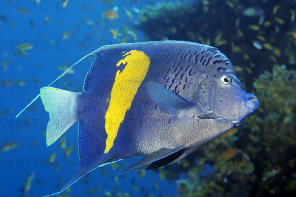 Halfmoon angelfish (Pomacanthus maculosus)