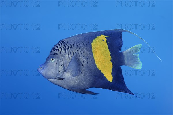 Halfmoon angelfish (Pomacanthus maculosus)