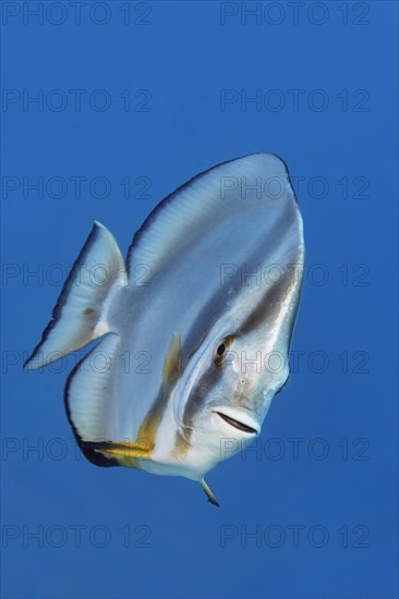 Longfin Batfish (Platax teira) Red Sea