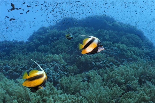 Red Sea bannerfishes (Heniochus intermedius) swim over coral reef