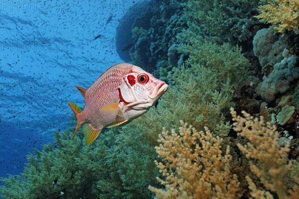 Sabre squirrelfish (Sargocentron spiniferum) swims over coral reef with Litophyton arboreum (Litophyton arboreum)