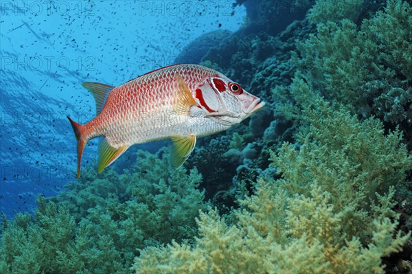 Sabre squirrelfish (Sargocentron spiniferum) swims over coral reef with Litophyton arboreum (Litophyton arboreum)