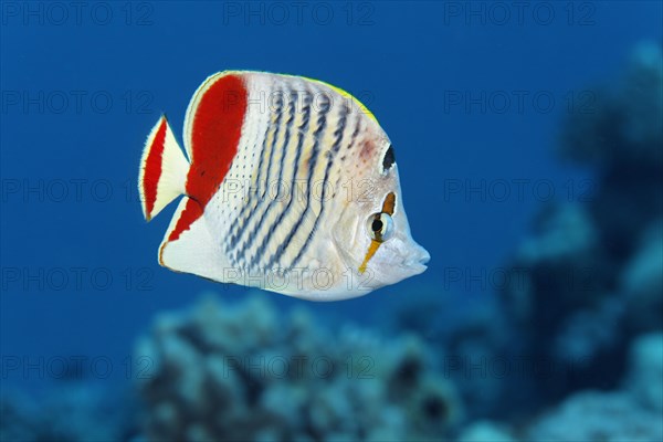 Eritrean butterflyfish (Chaetodon paucifasciatus) swims over coral reef