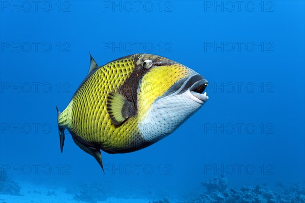 Titan triggerfish (Balistoides viridescens) swims in the open sea