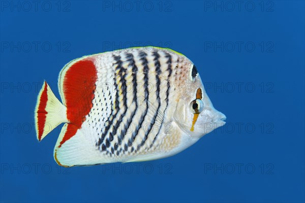 Eritrean butterflyfish (Chaetodon paucifasciatus) swims in open sea