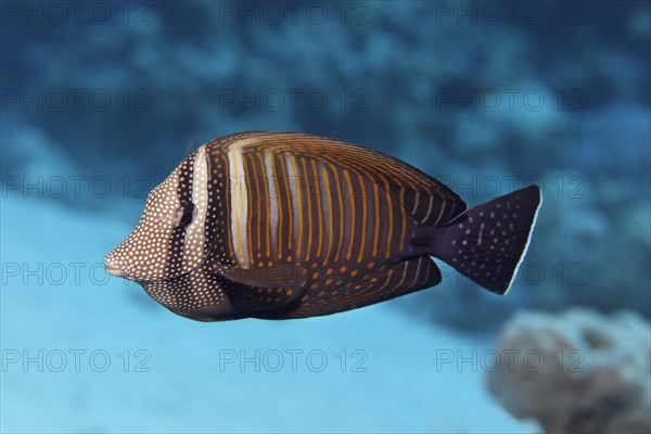 Desjardin's sailfin tang (Zebrasoma desjardinii) swims over coral reef