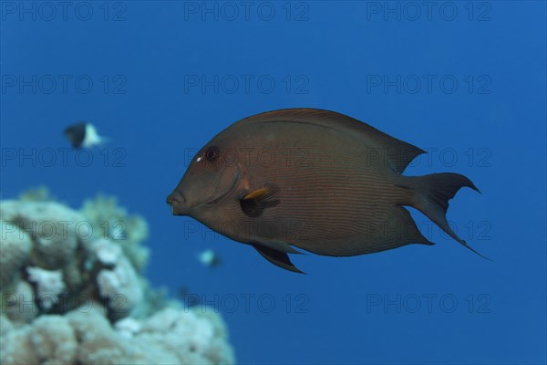 Striated surgeonfish (Ctenochaetus striatus) swims over coral reef