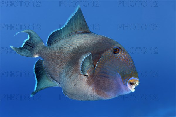 Blue triggerfish (Pseudobalistes fuscus) swims in the open sea