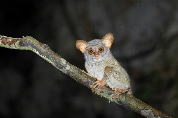 Sulawesi-Tarsier (Tarsius tarsier) sits on branch