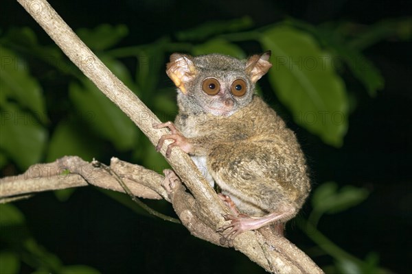 Sulawesi-Tarsier (Tarsius tarsier) sits on branch